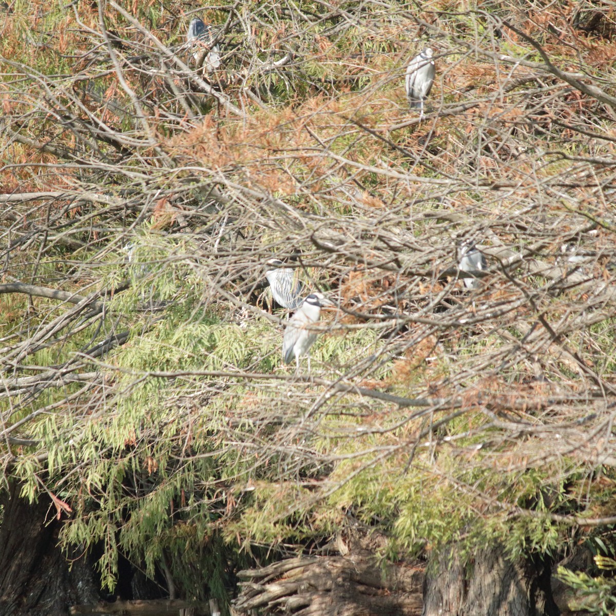 Yellow-crowned Night Heron - ML81239011