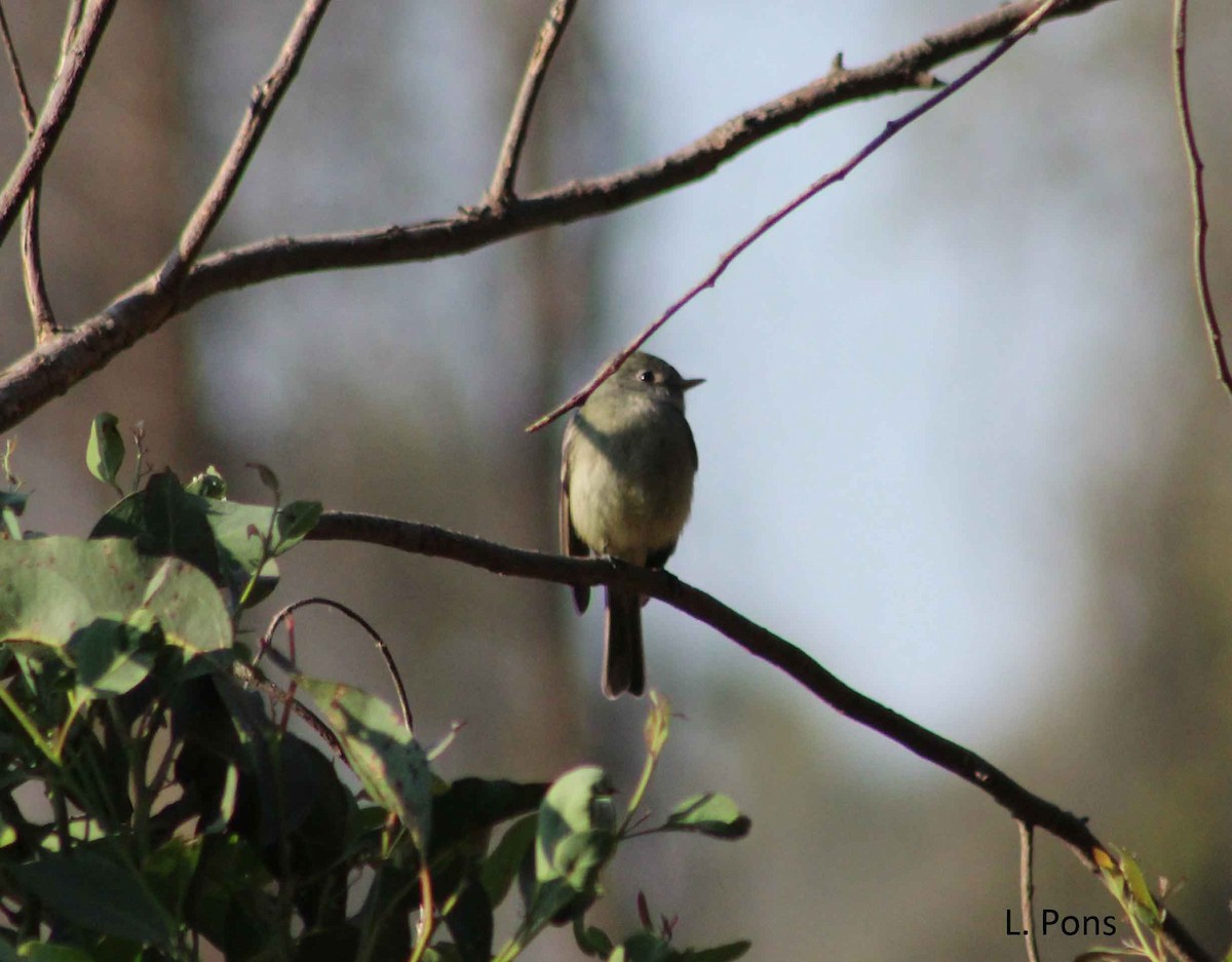 Hammond's Flycatcher - ML81239261