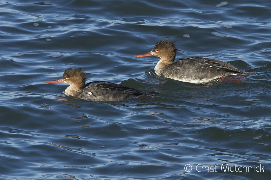 Red-breasted Merganser - ML81240591