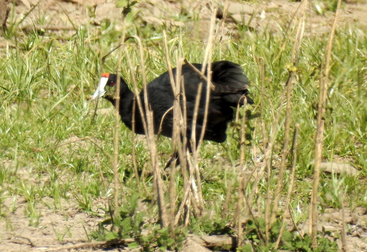 Red-knobbed Coot - ML81240711