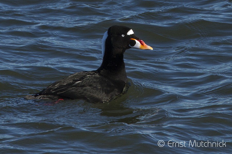 Surf Scoter - ML81240801