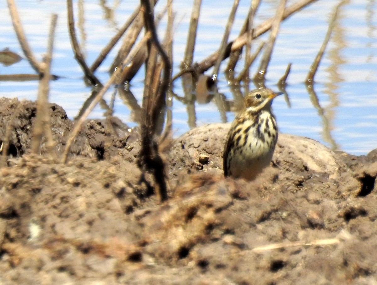 Red-throated Pipit - ML81240841