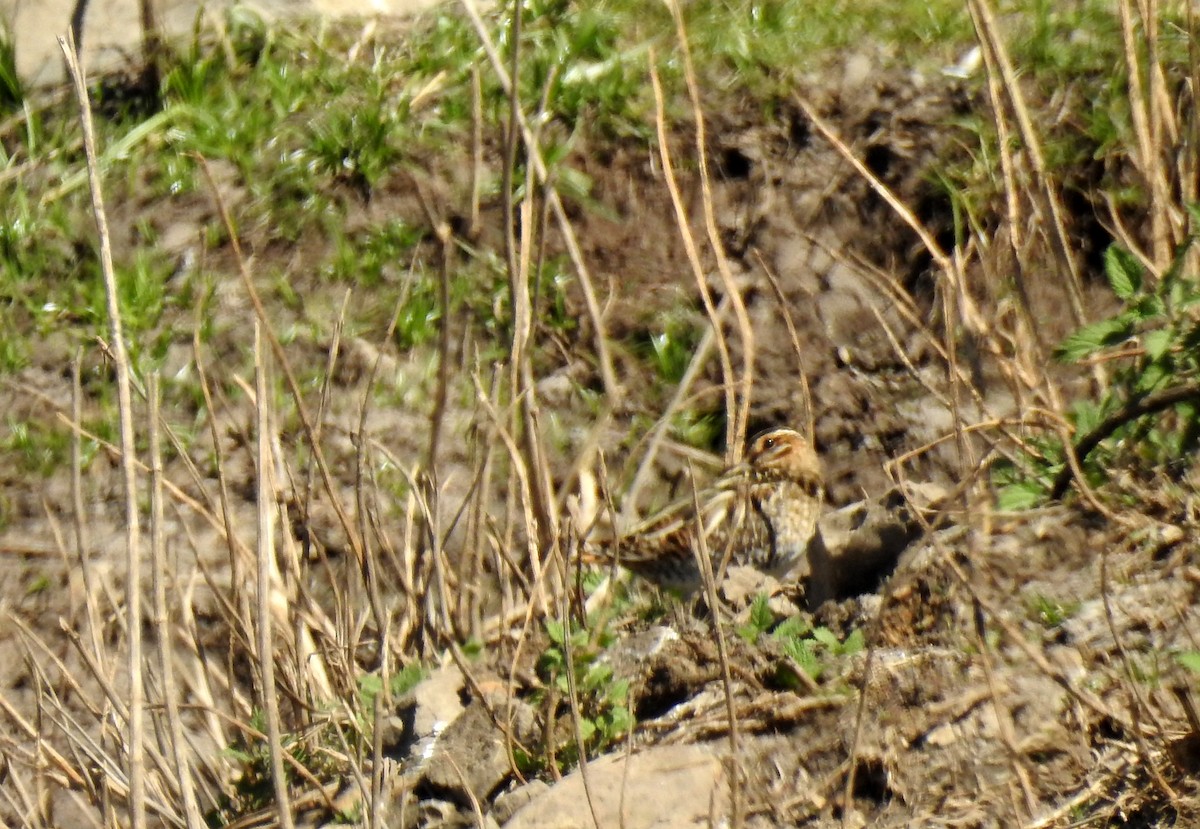 African Snipe - ML81240881