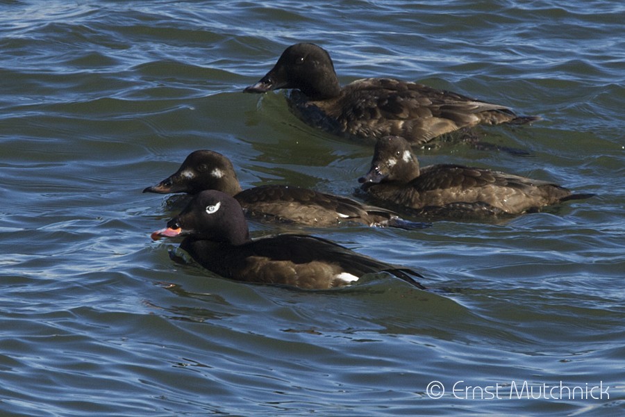 White-winged Scoter - ML81241031