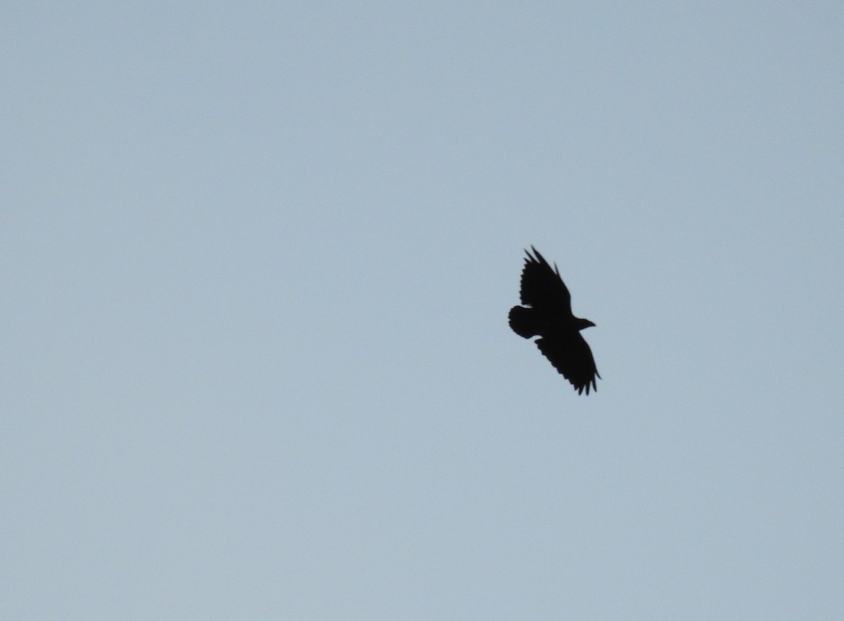 Fan-tailed Raven - ML81241071