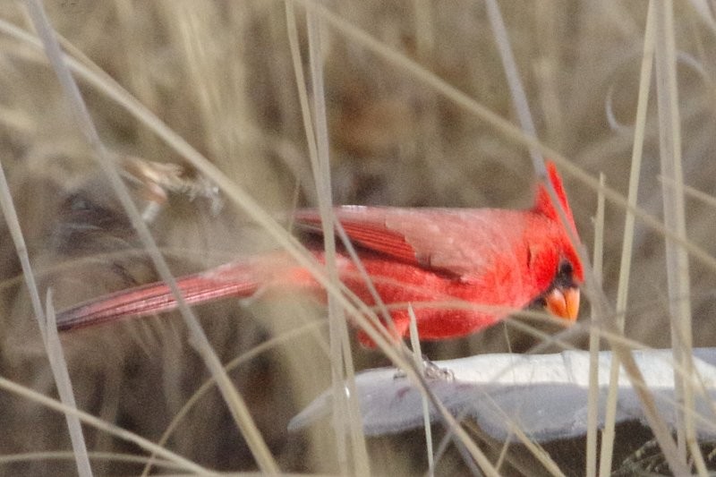 Northern Cardinal - ML81241511