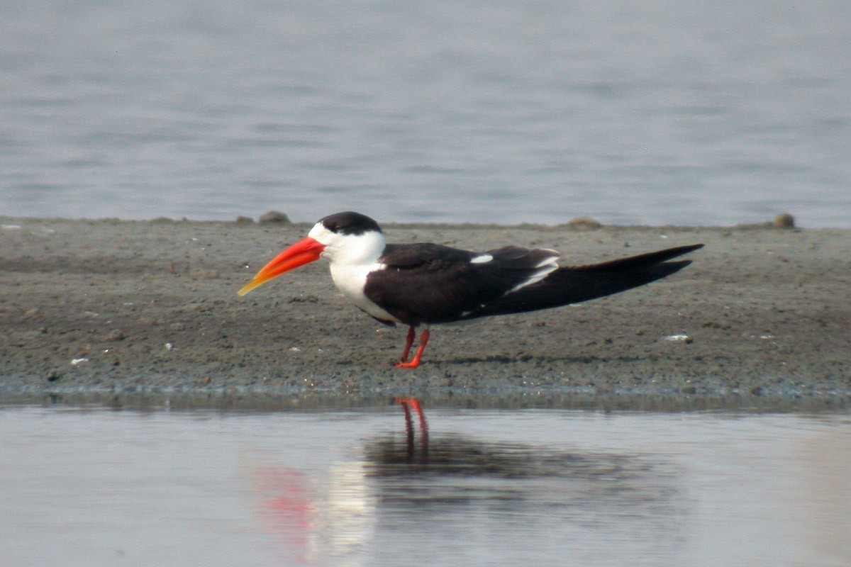 Indian Skimmer - ML81241671