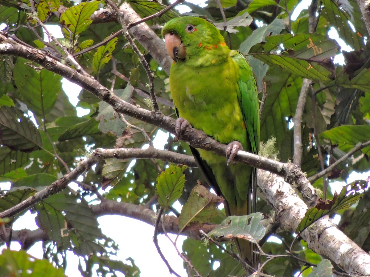 Pacific Parakeet - ML81241911