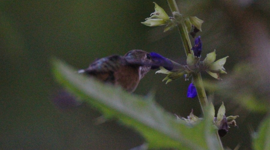 Bumblebee Hummingbird - ML81242091