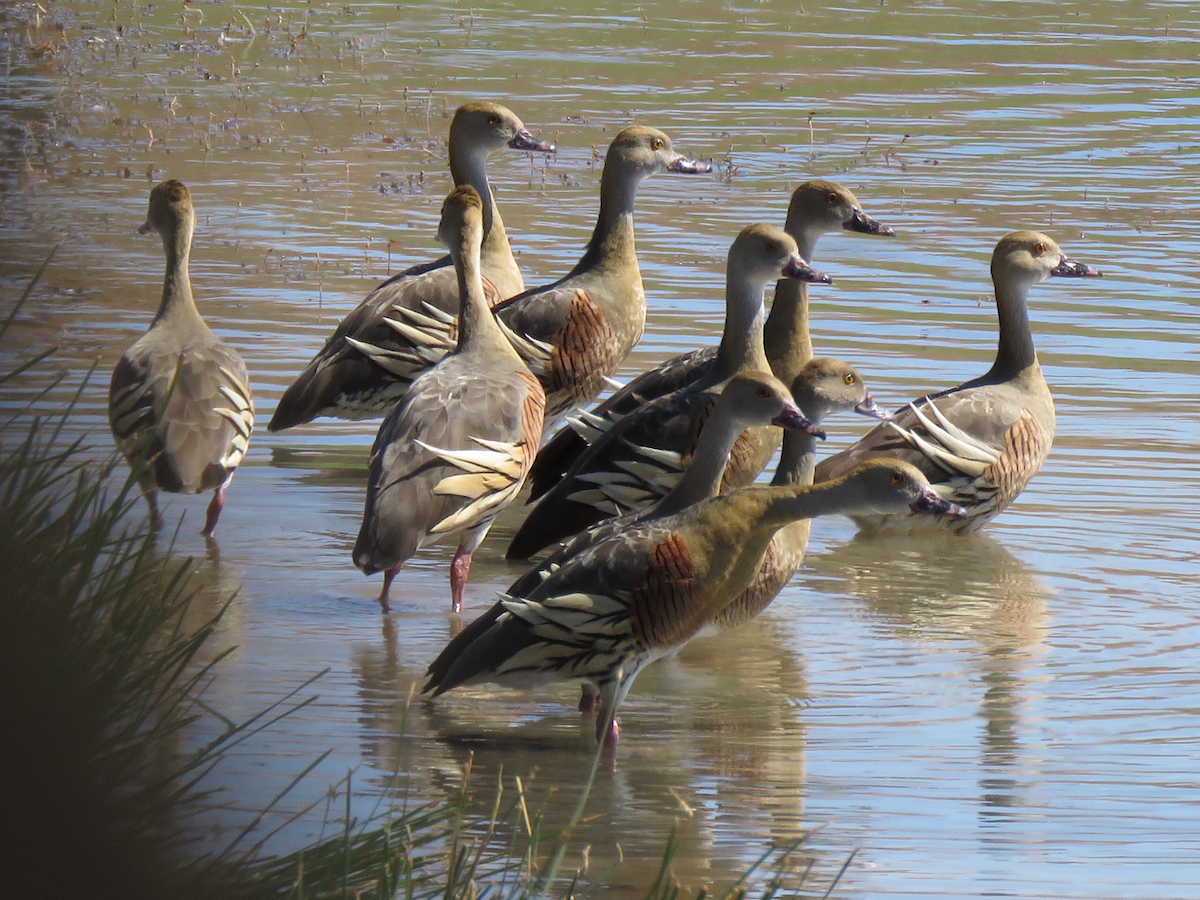 Plumed Whistling-Duck - ML81242111