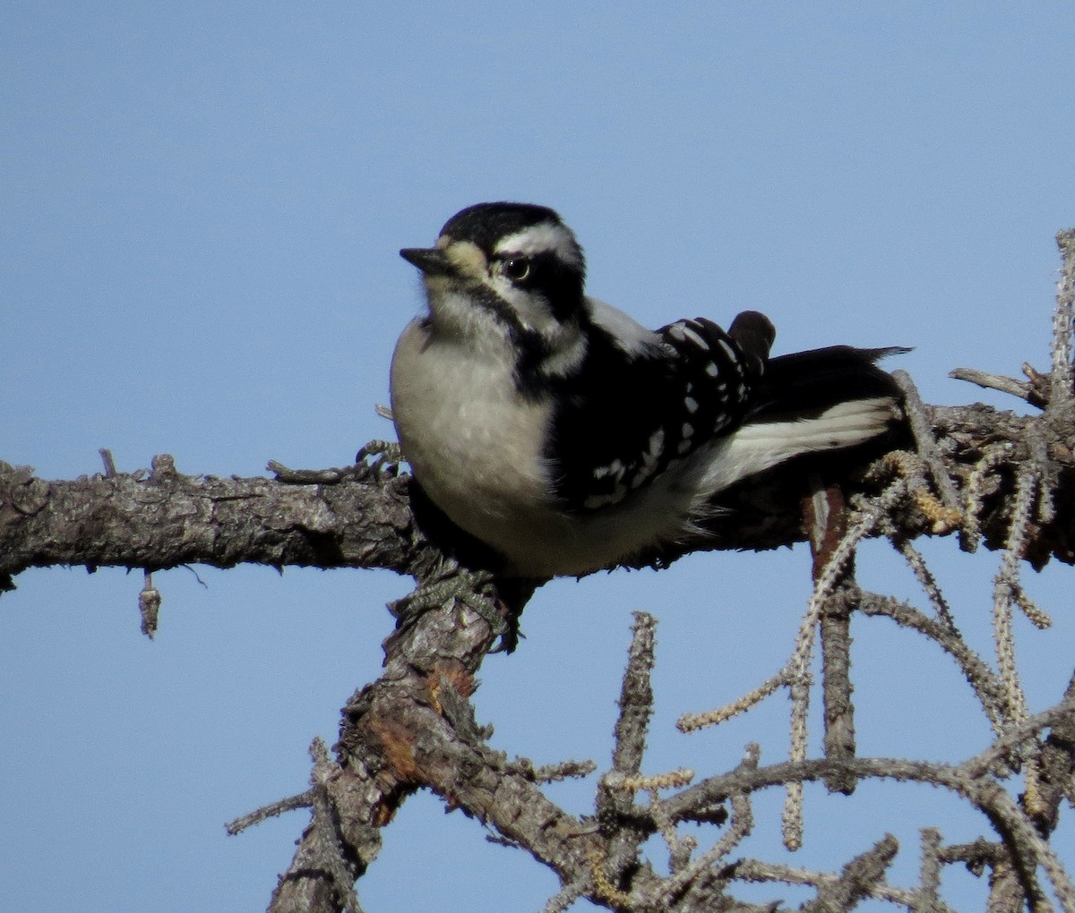 Downy Woodpecker - ML81242301