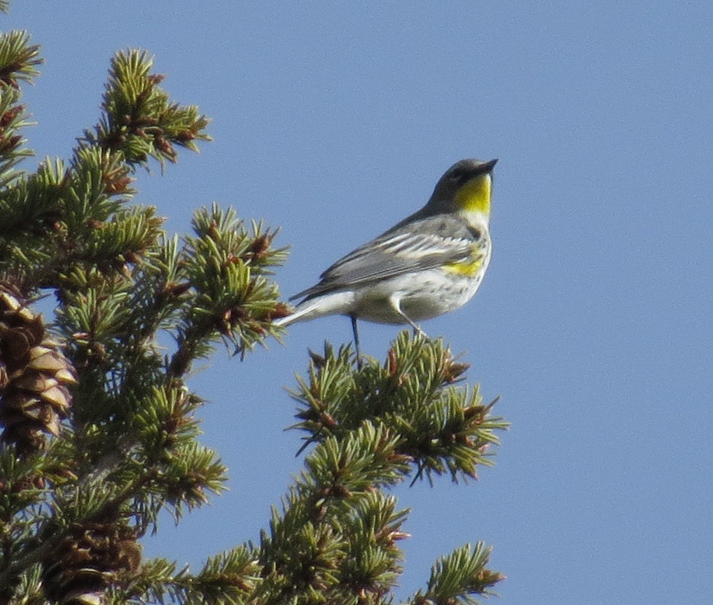 Yellow-rumped Warbler (Audubon's) - ML81242341