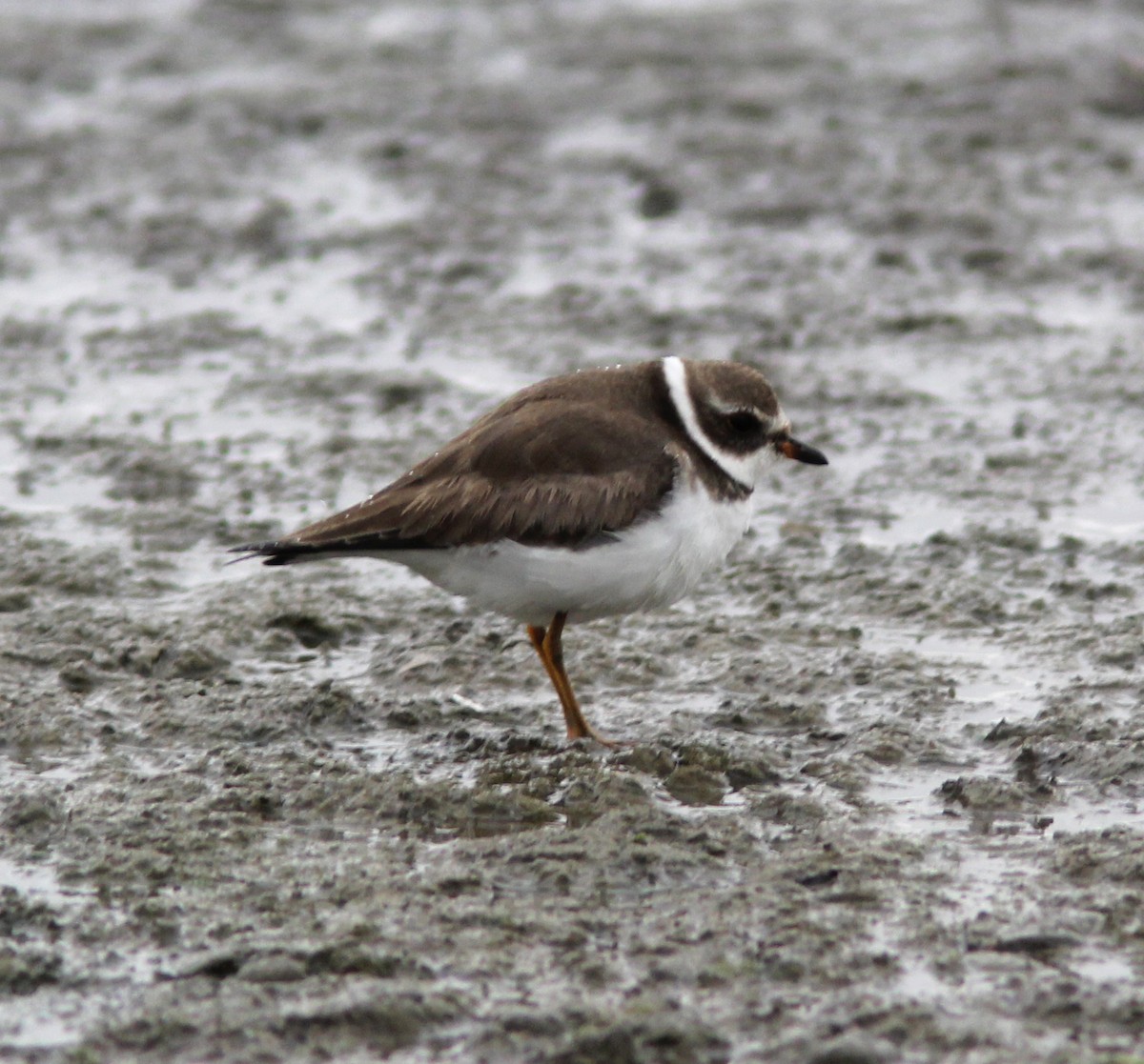 Semipalmated Plover - Ryan Phillips