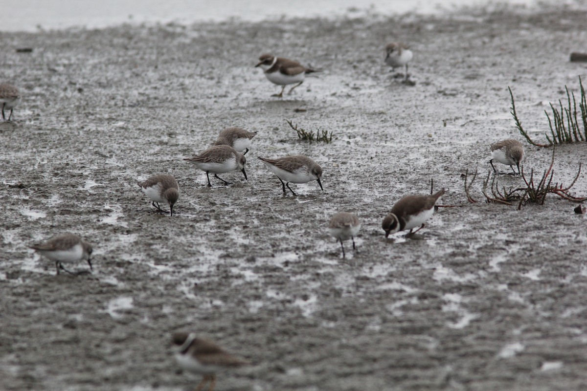 Western Sandpiper - Ryan Phillips