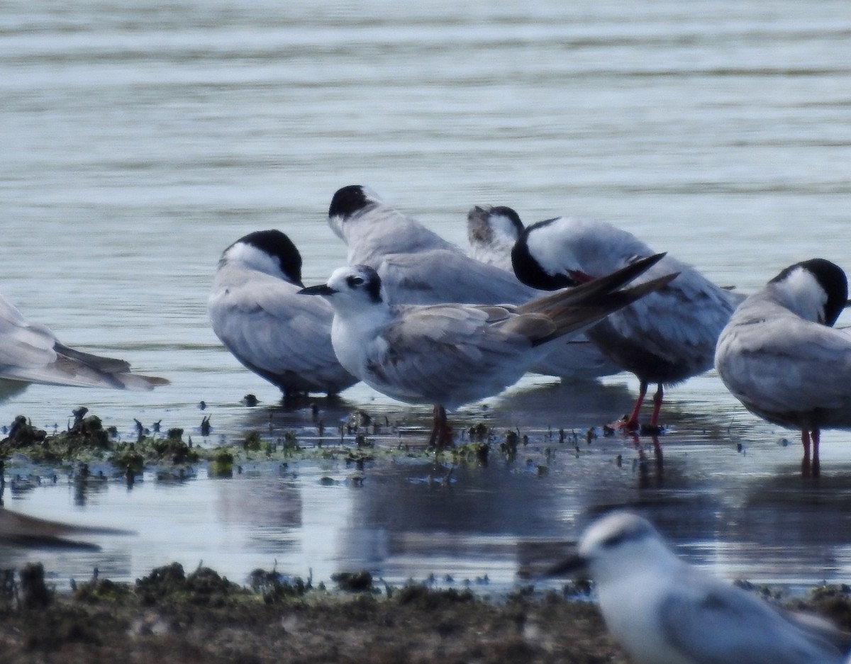 White-winged Tern - ML81243181