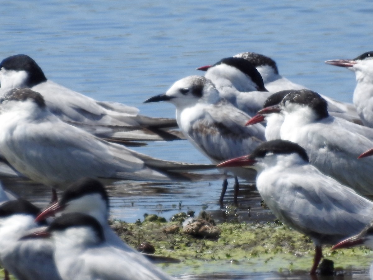 White-winged Tern - ML81243221