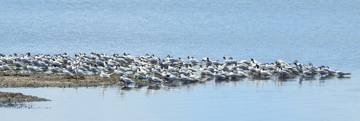 Whiskered Tern - ML81243231