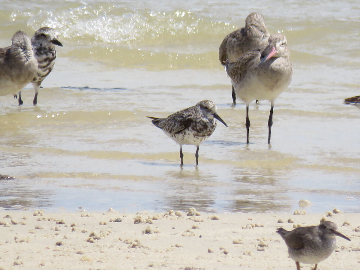 Great Knot - ML81243781