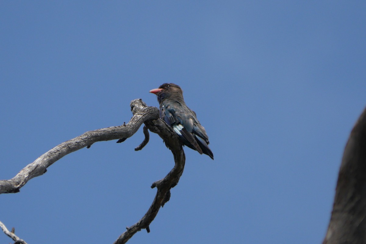 Dollarbird - ML81244041