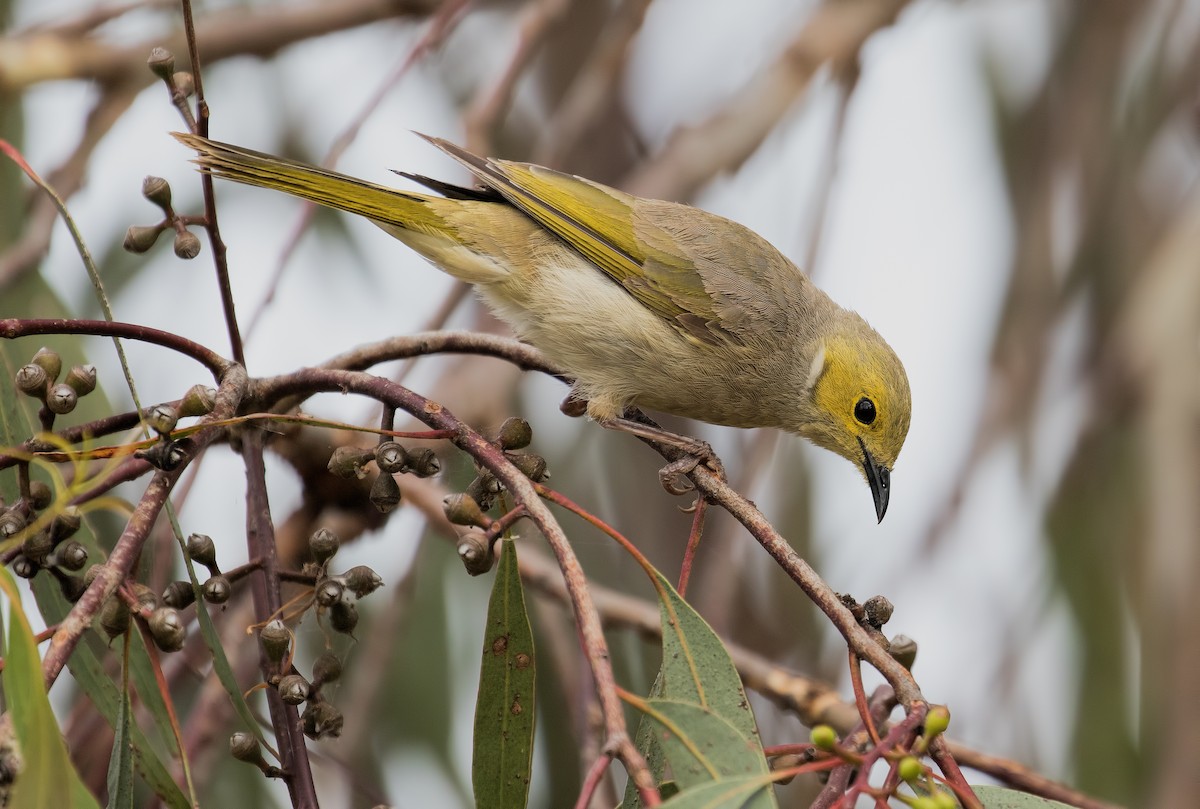 White-plumed Honeyeater - Julie Clark