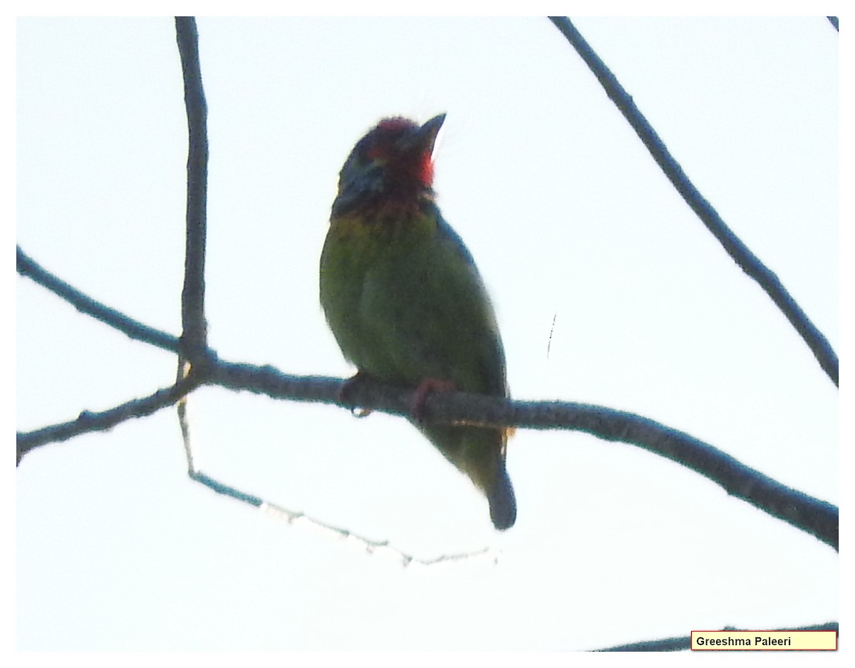 Malabar Barbet - ML81251131