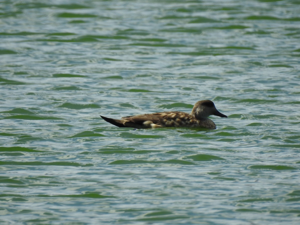 Crested Duck - ML81252841