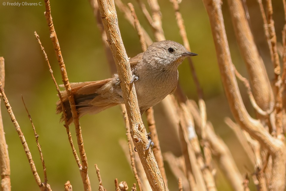 Sharp-billed Canastero - ML81253941