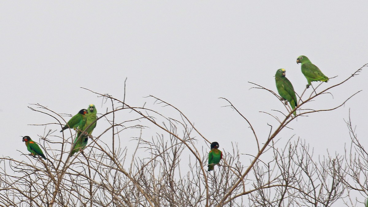 Yellow-crowned Parrot - ML81254081