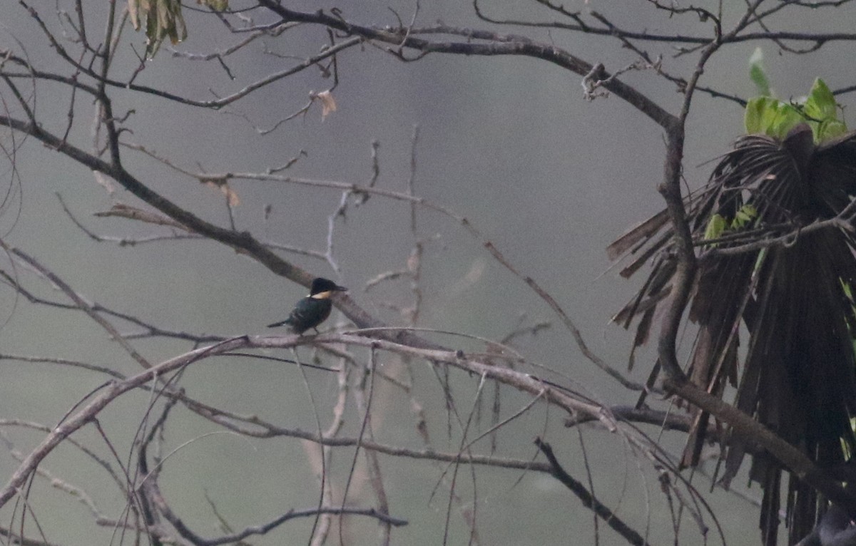 American Pygmy Kingfisher - Jay McGowan