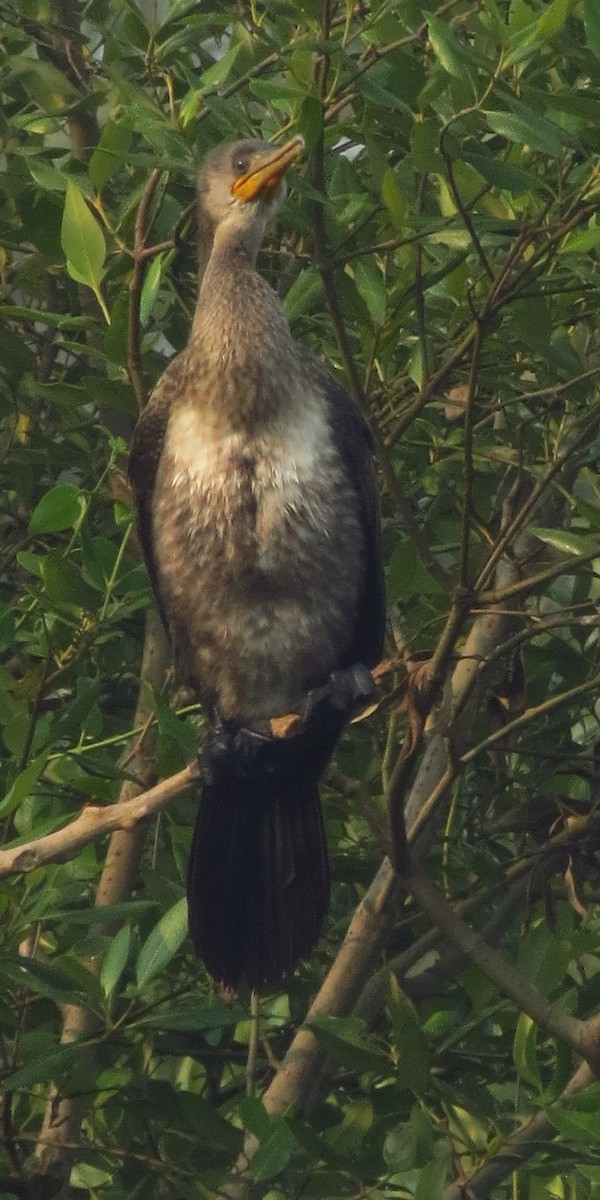 Indian Cormorant - Divesh Manchekar