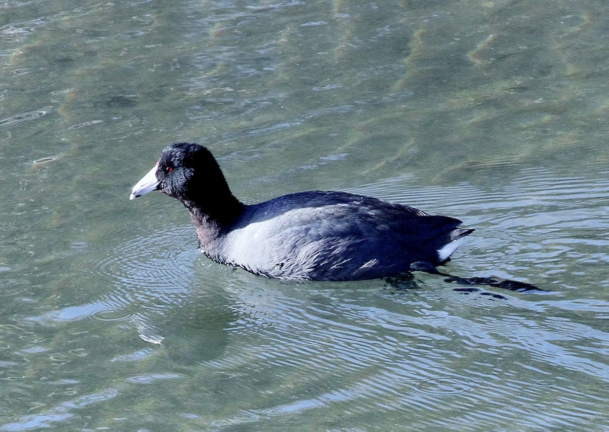 アメリカオオバン - ML81256081