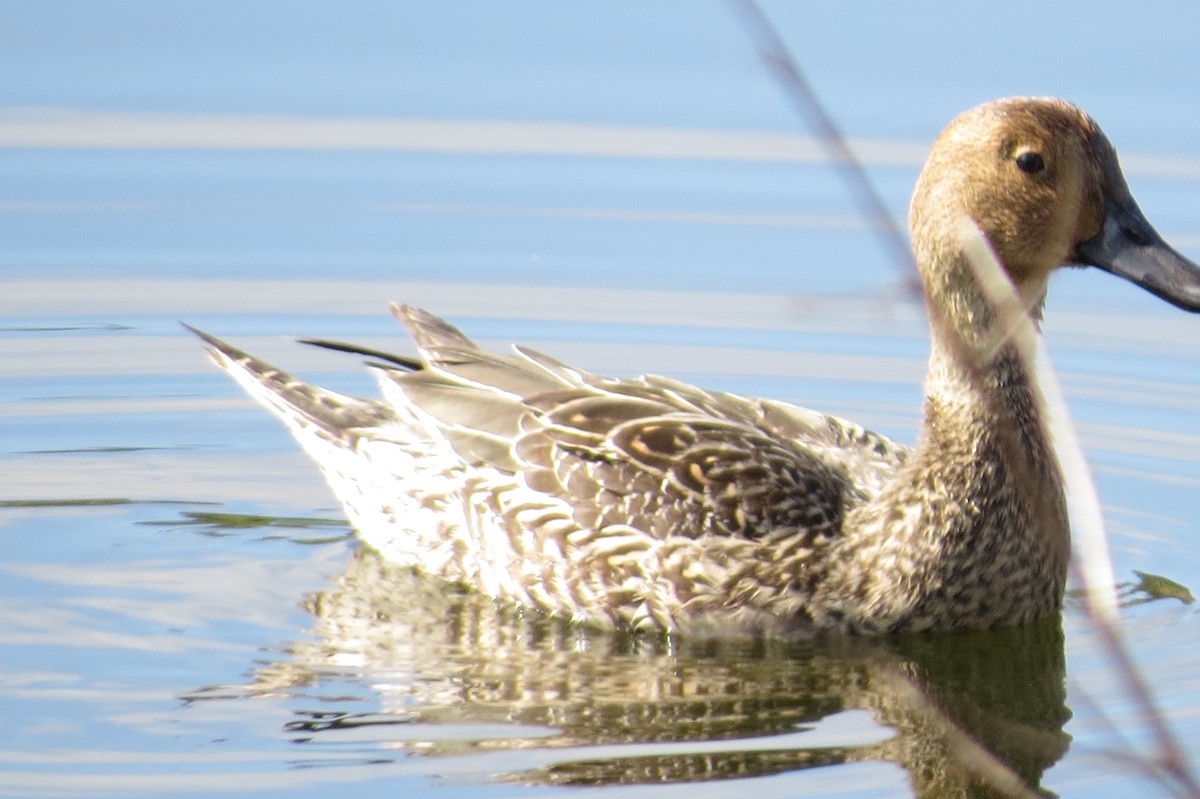 Northern Pintail - Donald Fraser