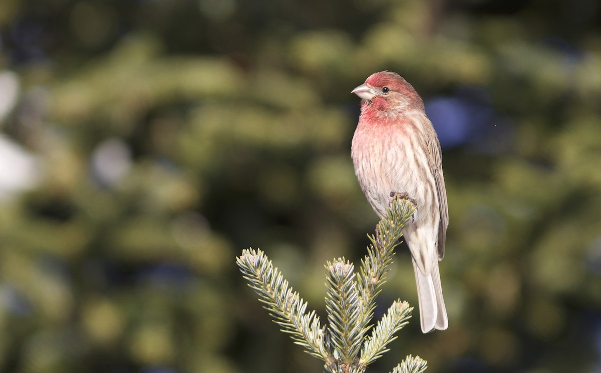 House Finch - ML81256751