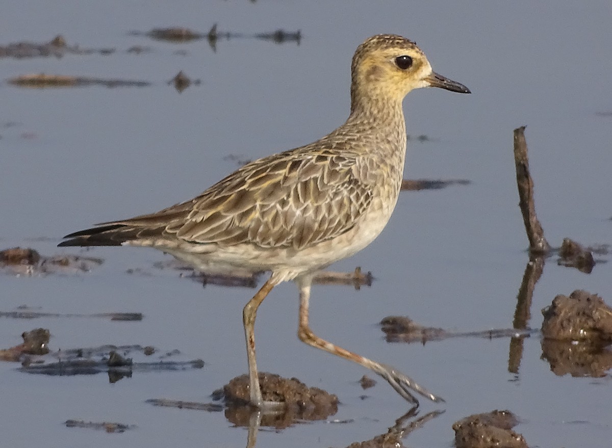 Pacific Golden-Plover - ML81258891