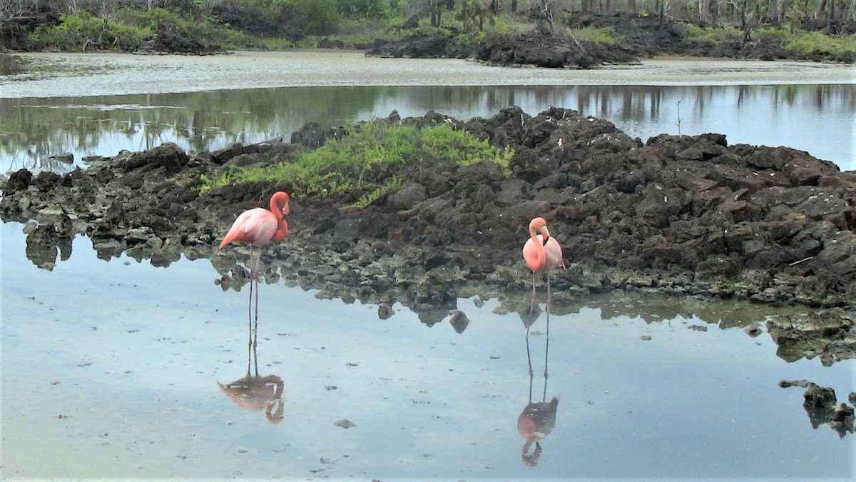 Amerika Flamingosu - ML81259081