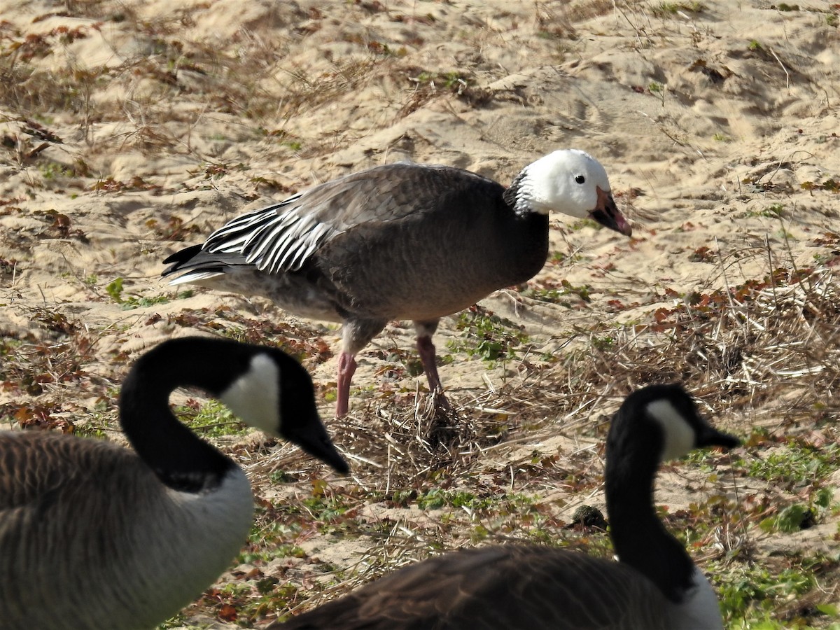 Snow Goose - Shelby McNemar