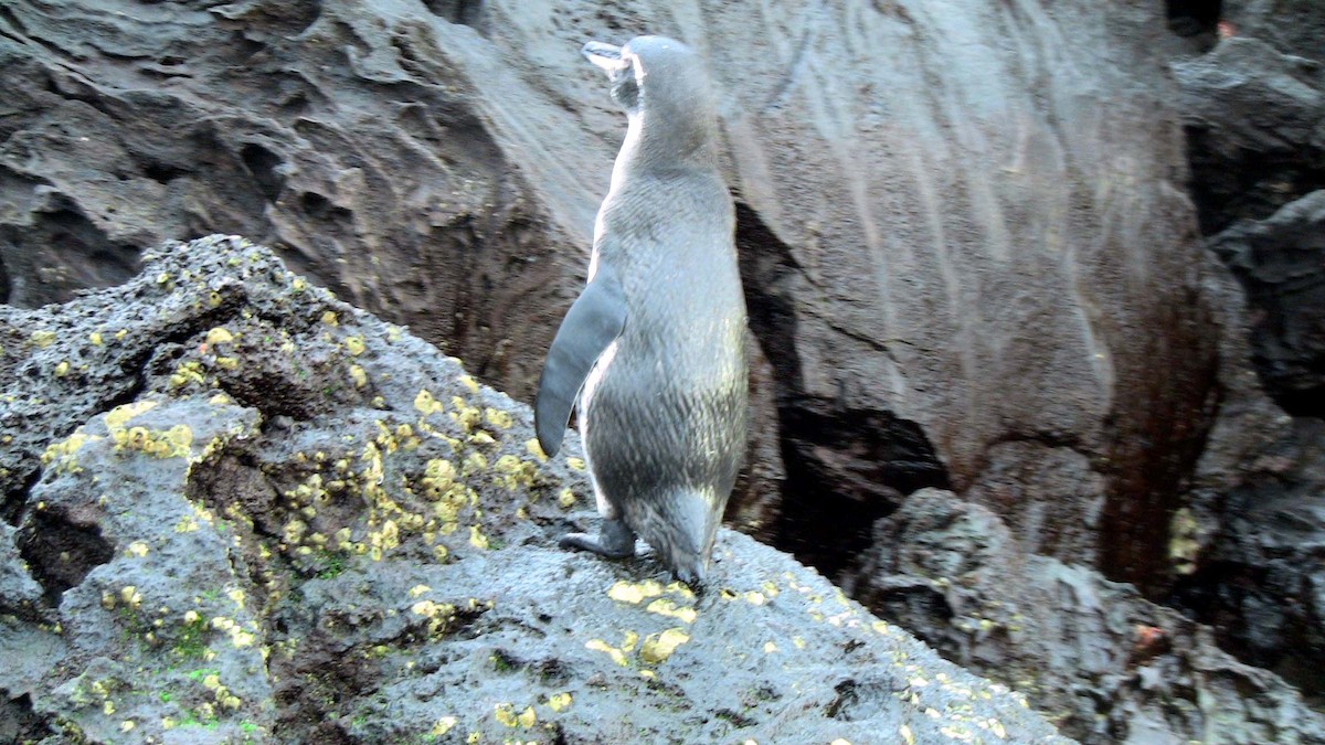 Pingüino de Galápagos - ML81259251