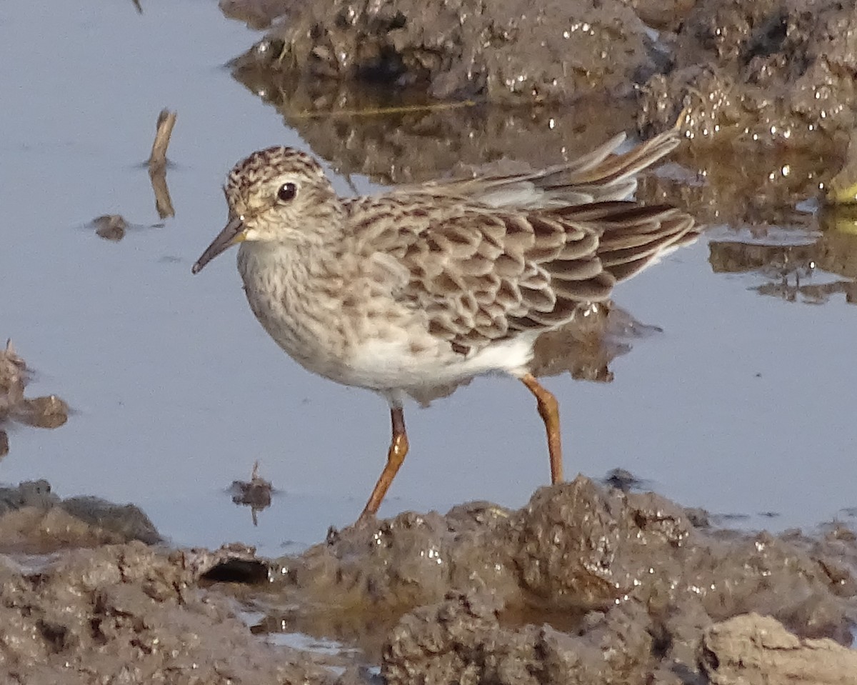 Long-toed Stint - ML81259491