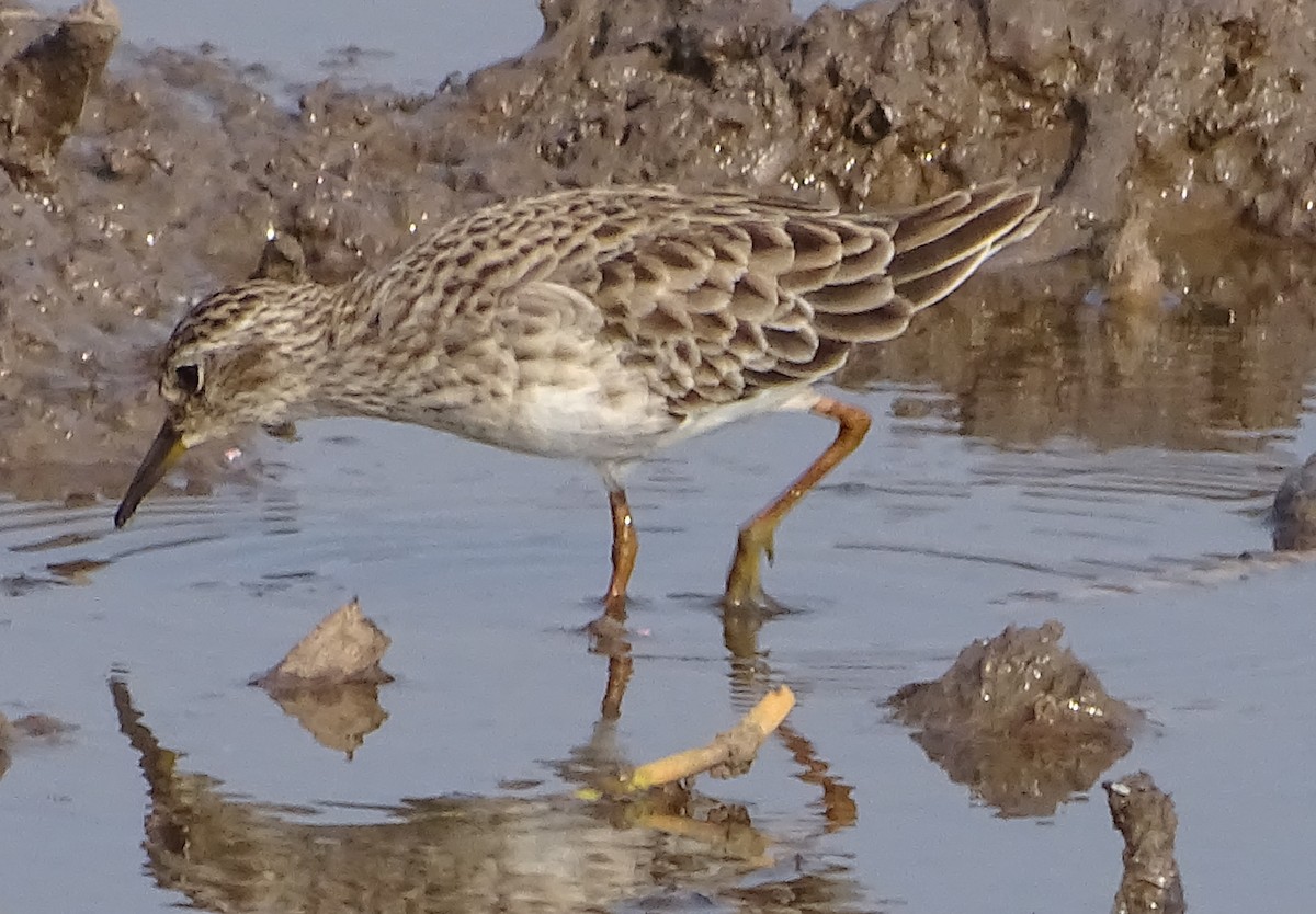 Long-toed Stint - ML81259611