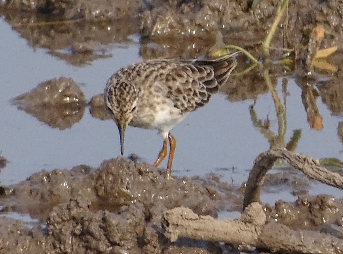 Long-toed Stint - ML81259641