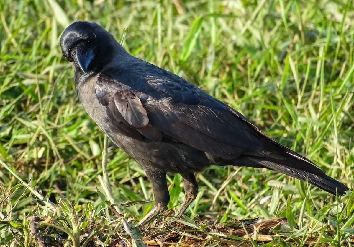 Large-billed Crow - hari kumar