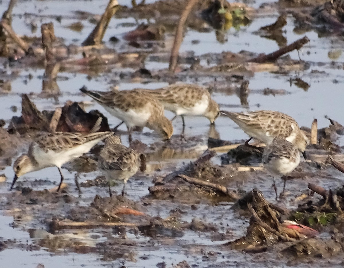 Little Stint - ML81259861