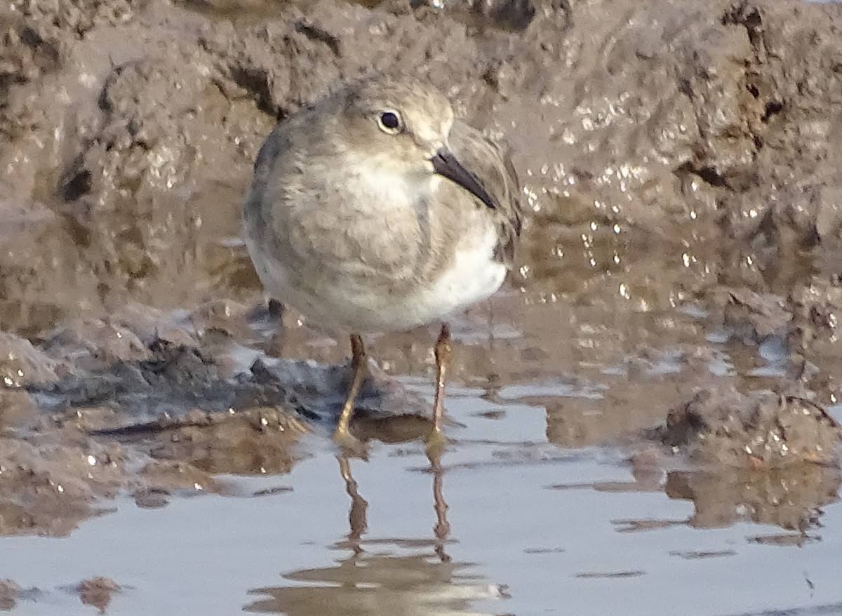 Temminck's Stint - hari kumar