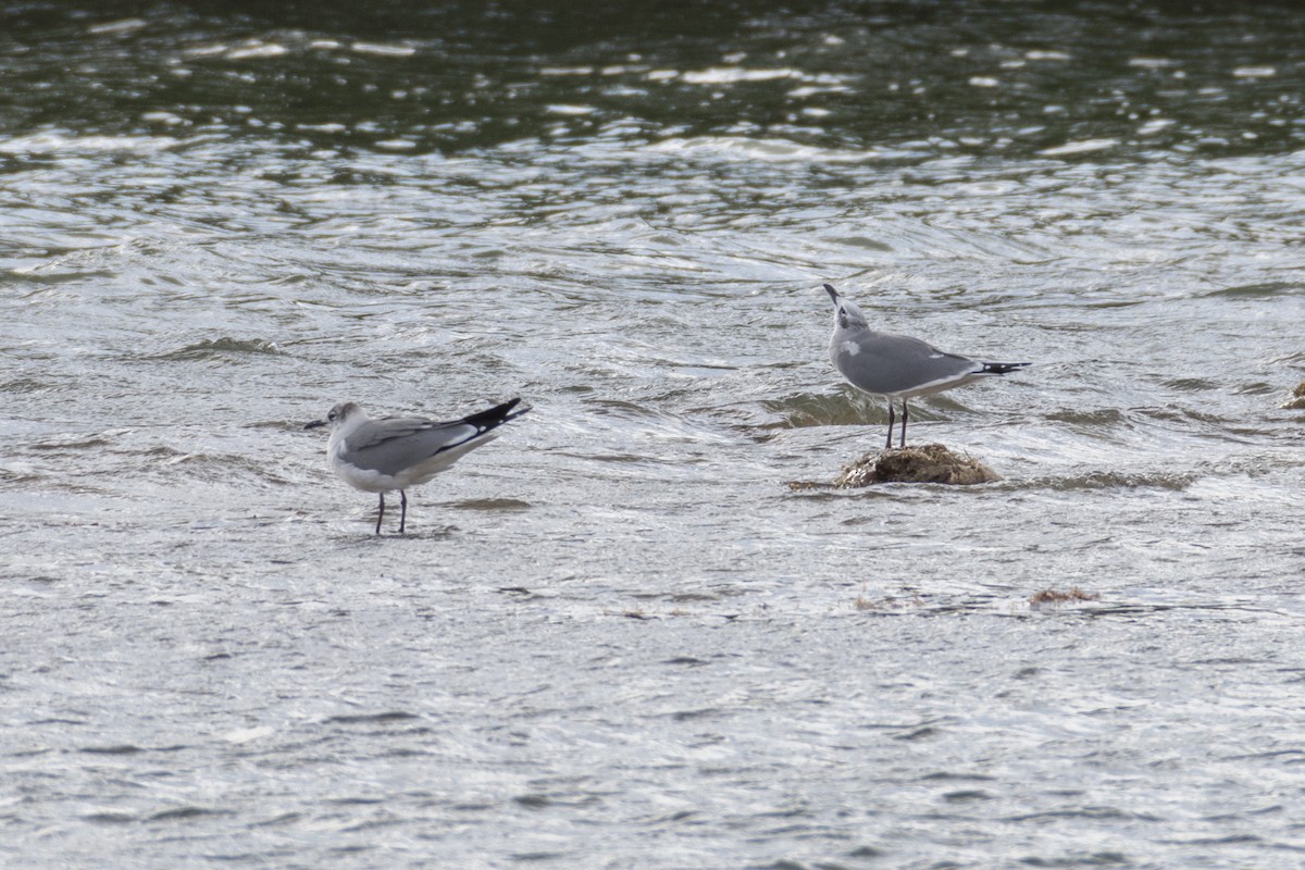 Laughing Gull - Jeremy Cushman