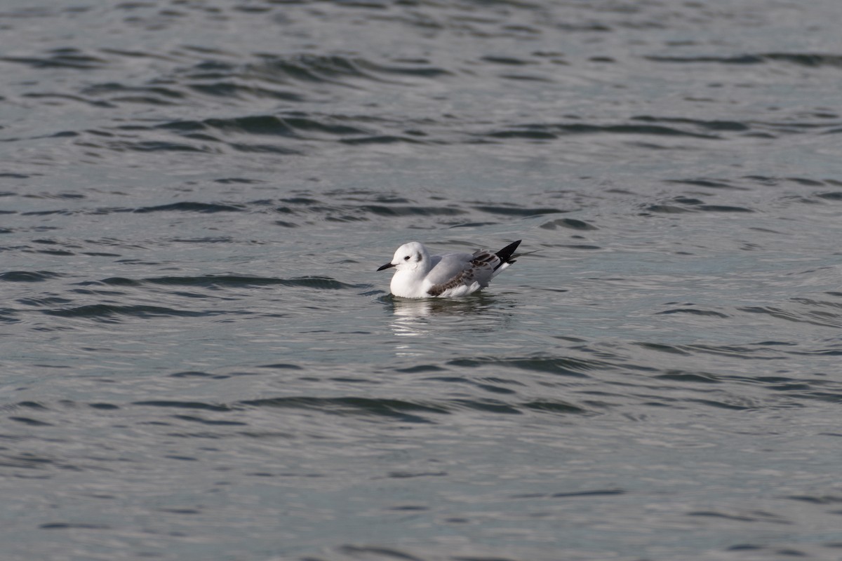 Bonaparte's Gull - ML81260041