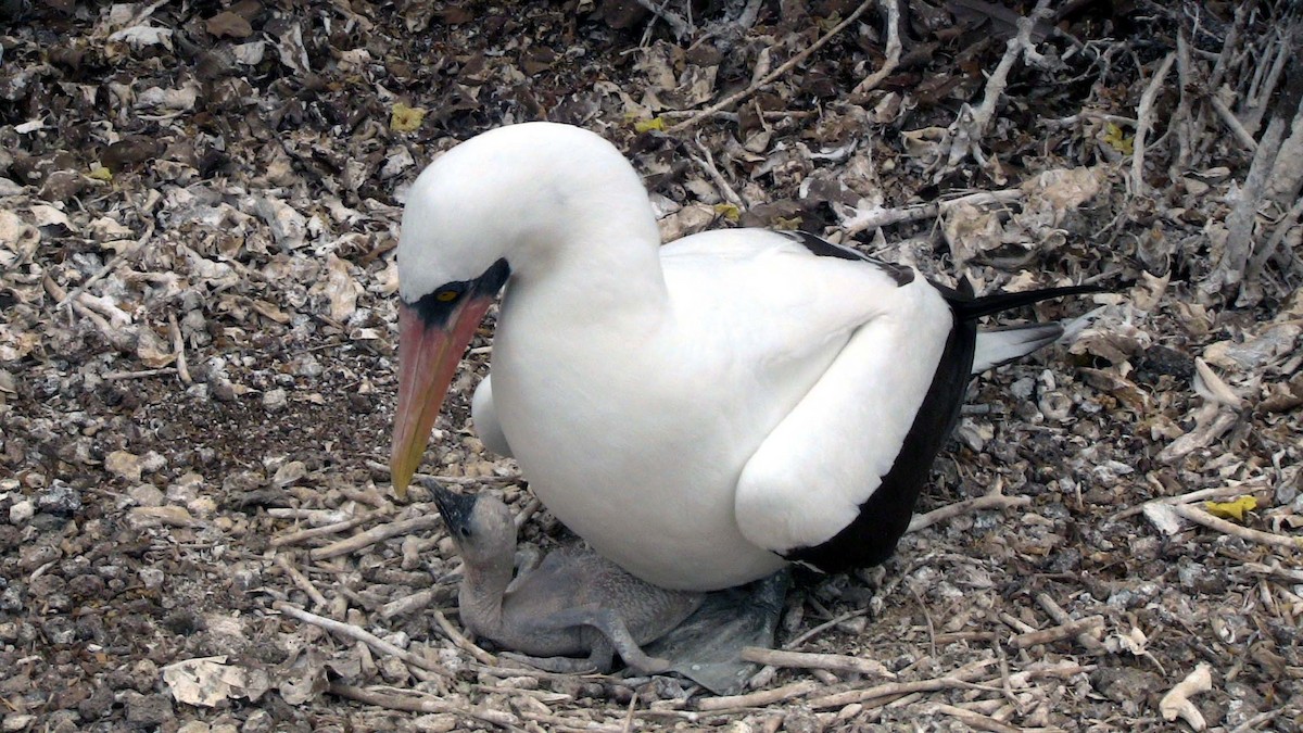 Nazca Booby - ML81260231