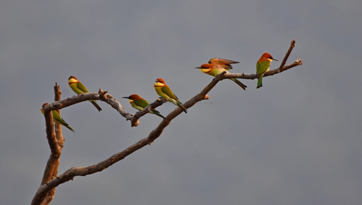 Chestnut-headed Bee-eater - ML81260311