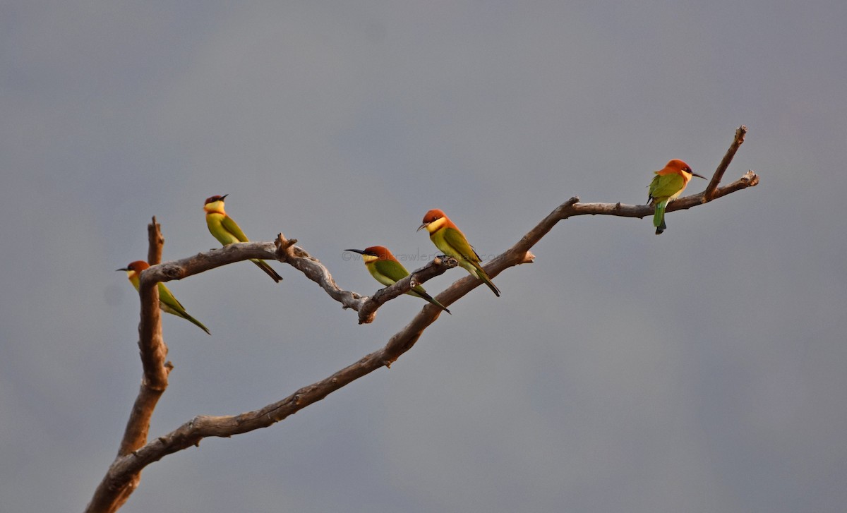 Chestnut-headed Bee-eater - ML81260321