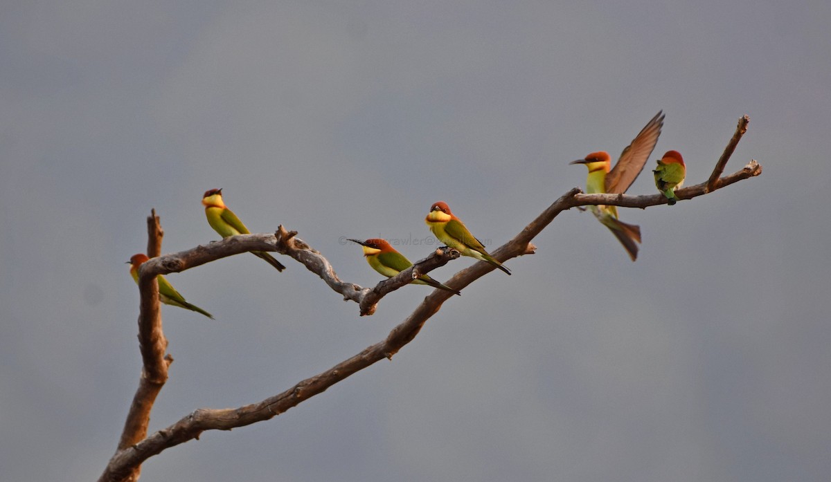 Chestnut-headed Bee-eater - ML81260331