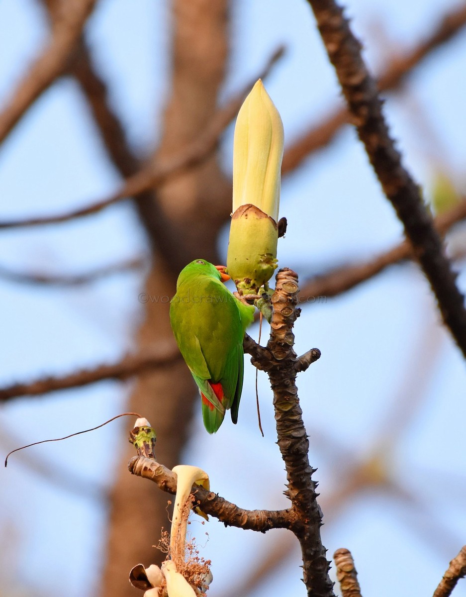 Vernal Hanging-Parrot - ML81260381